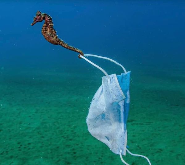 More Masks than Jellyfish - Help save the Ocean